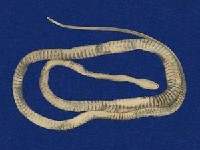 過山刀藏品圖，第6張